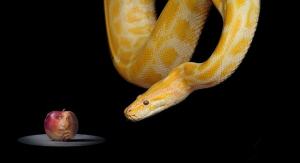 snake-1322240_640 serpent