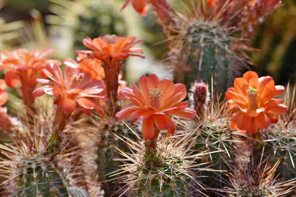 fleurs et épines