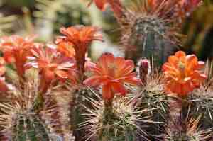 cactus-4176104_1280 fleurs et épines