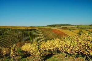 vines-4222814_1280 vigne